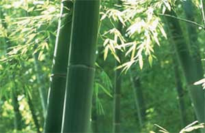 Bamboo growing in a forest