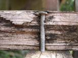 A nail in a deck board rotting